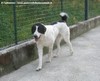 INGRANDISCI IMMAGINE